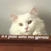 Всраті коти 13