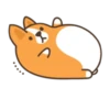 Belly corgi | 12