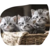 Cats by 6