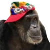 Monkeys 12