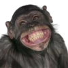 Monkeys 14