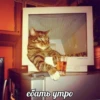 Всраті коти 14
