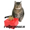 Всраті коти 16