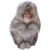 Monkeys 16