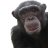 Monkeys 17