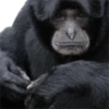 Monkeys 18