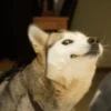 Animolz 18