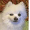 Animolz 19