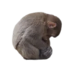 Monkeys 19