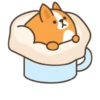 Belly corgi | 17