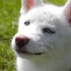 Animolz 20