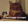 Всраті коти 19