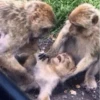 cutie monkey by irin＾∇＾ 17
