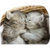 Cats by 8