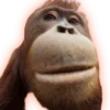 Monkeys 20
