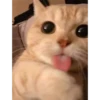 Всраті коти 20