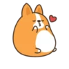 Belly corgi | 20