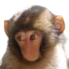 Monkeys 22