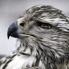 Animolz 21