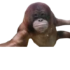 Monkeys 23