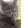 Animolz 22