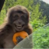 cutie monkey by irin＾∇＾ 19