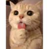 Всраті коти 21