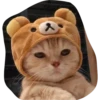 Cats by 9