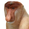 Monkeys 24