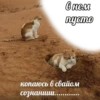 Всраті коти 22