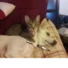 Animolz 23