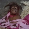 cutie monkey by irin＾∇＾ 21