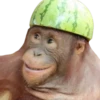 Monkeys 26