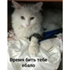 Всраті коти 25