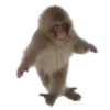 Monkeys 27