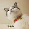 Всраті коти 26