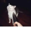 Animolz 25