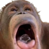Monkeys 28