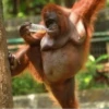 cutie monkey by irin＾∇＾ 22