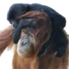 Monkeys 29