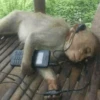 cutie monkey by irin＾∇＾ 23
