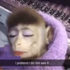 cutie monkey by irin＾∇＾ 24