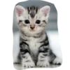 Cats by 11