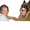 Animolz 29