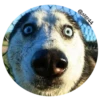 Face 7