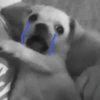 PETS! 5