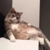 PETS! 9