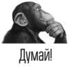 beardycast 12