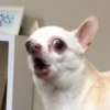 PETS! 12