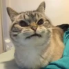 PETS! 14